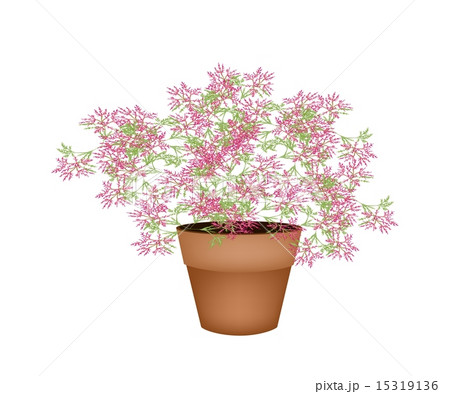 A Lovely Pink Flowering Plants in Flower Pot 15319136