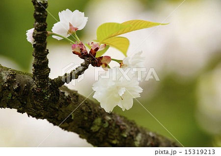 八重桜 15319213
