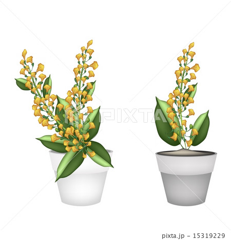 Yellow Padauk Flower in A Ceramic Pot 15319229