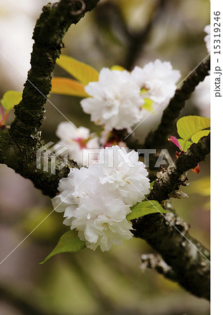 八重桜 15319246