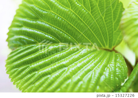 清々しい葉脈 15327226