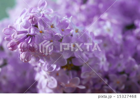 lilac flowers macro background lilac flowers macro background 15327468