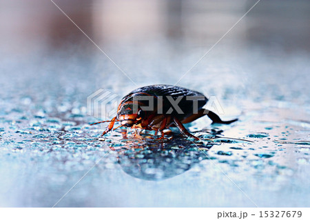 water beetle macro 15327679