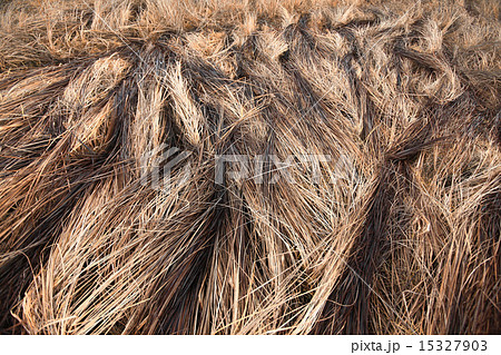 autumn dry grass sedge 15327903