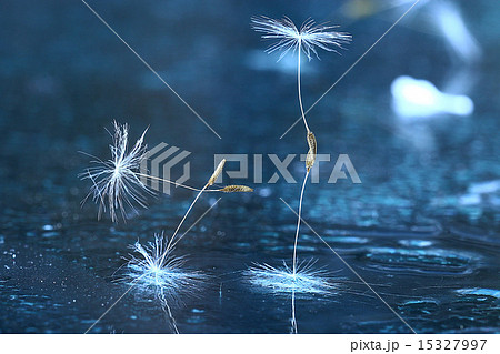 dandelion seeds macro dandelion seeds macro 15327997