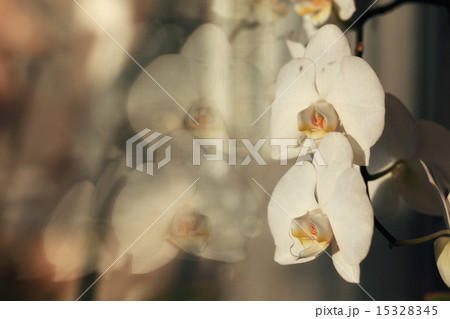 flower white orchid flower white orchid 15328345