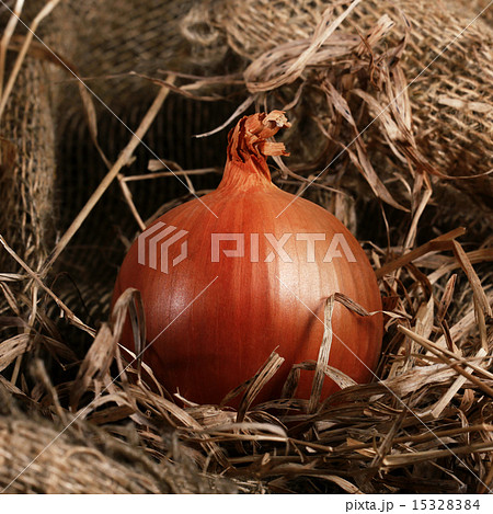 onion farm burlap onion farm burlap 15328384