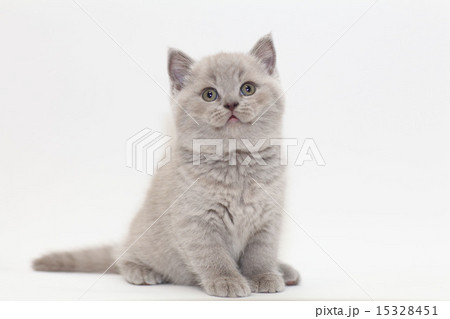 gray cute little kitten British 15328451