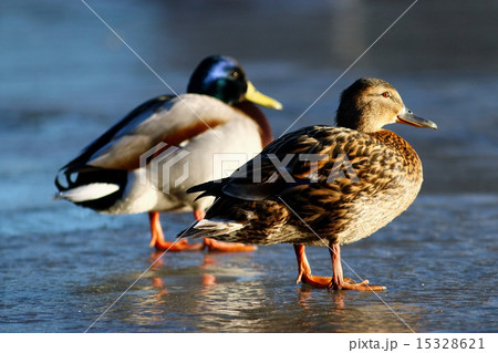 duck on the ice in winter 15328621
