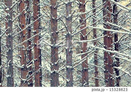 texture of pine trunks winter forest 15328623