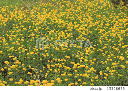 buttercup yellow flowers field buttercup yellow flowers field 15328626