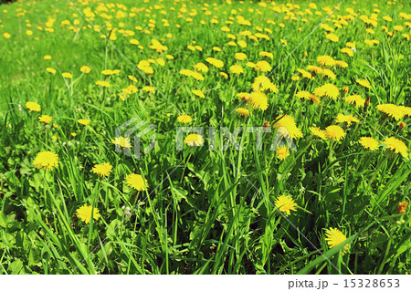 buttercup yellow flowers field 15328653