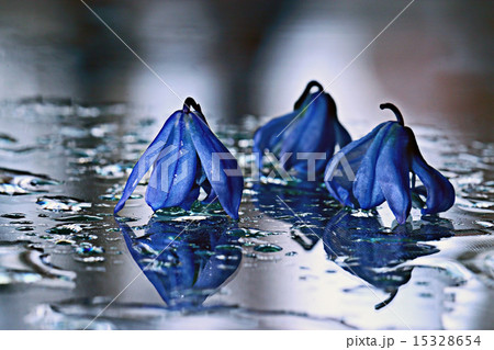 bluebell, flowers, drops of water, shower 15328654