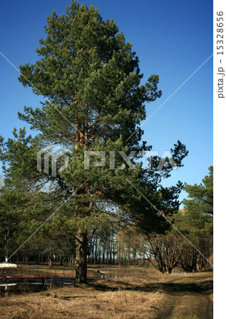 spring forest with no leaves spring forest with no leaves 15328656