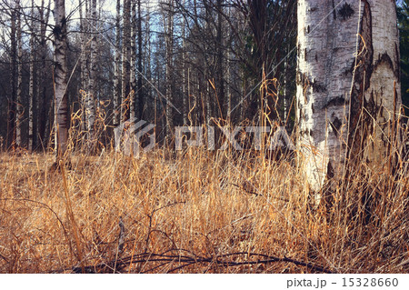 Spring birch forest 15328660