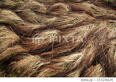 autumn dry grass sedge 15328826