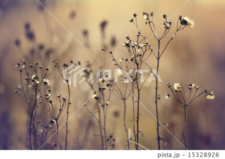 autumn dry grass sedge autumn dry grass sedge 15328926