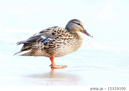 duck on ice spring bird 15329100