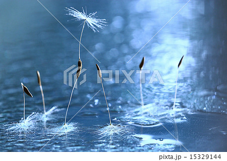 dandelion seeds macro dandelion seeds macro 15329144
