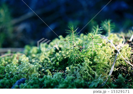 macro small tree in the moss macro small tree in the moss 15329171