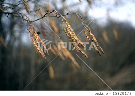 spring forest with no leaves spring forest with no leaves 15329172