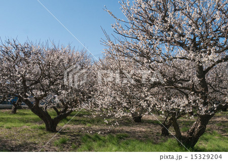 ハクバイ 15329204