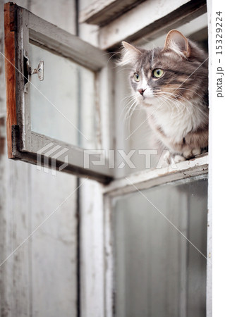 gray cat sitting in the window gray cat sitting in the window 15329224