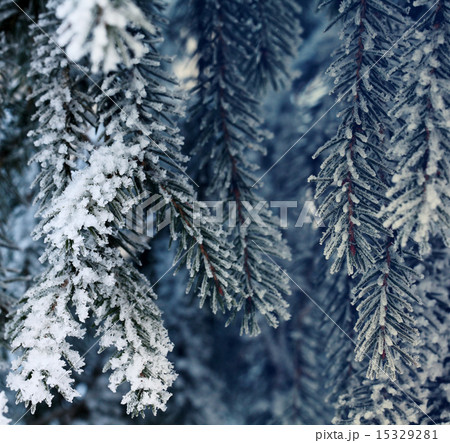 Winter in the forest 15329281