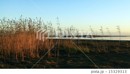 bulrush lake in autumn 15329313