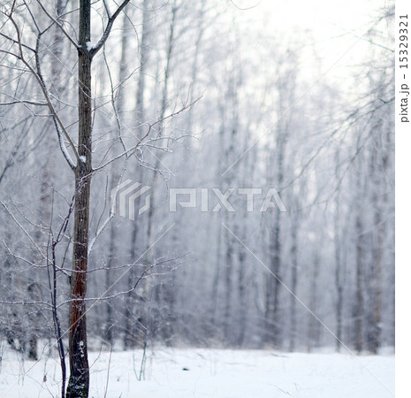 Winter snow trees 15329321