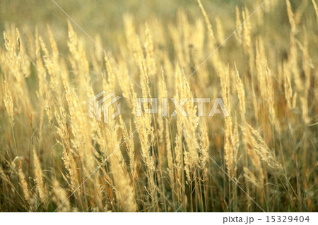 autumn dry grass sedge 15329404