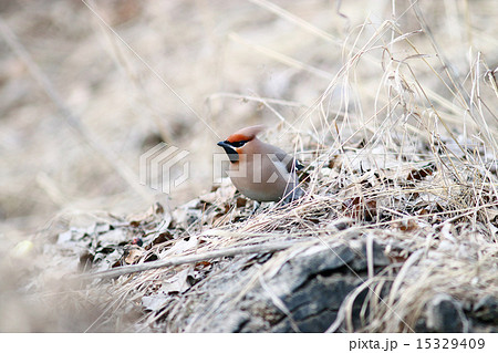 Waxwing on branches without leaves 15329409