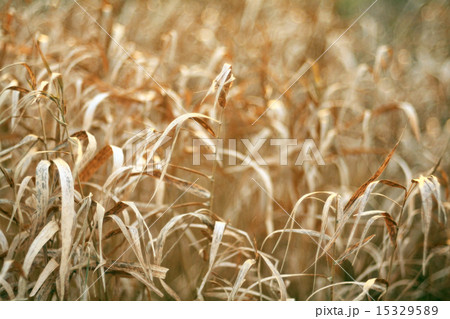 autumn dry grass sedge autumn dry grass sedge 15329589