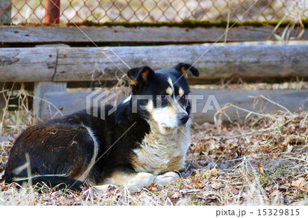 mongrel sleeping on the ground 15329815