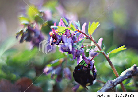 Corydalis spring flower 15329838
