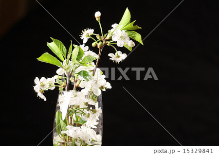 cherry flowers on a black background 15329841