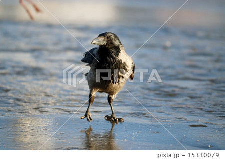 crow ice winter wildlife 15330079