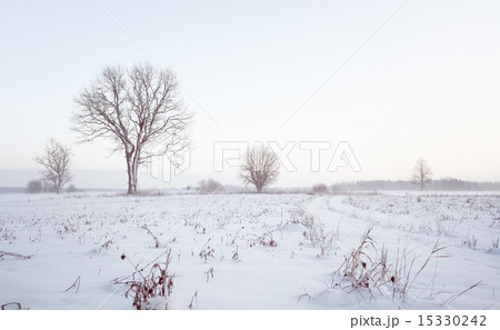 Winter snow trees 15330242