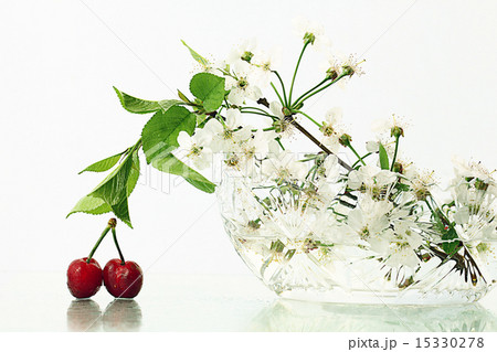 cherries on a white background with branches 15330278