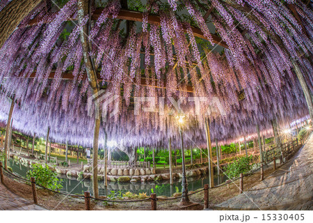 尾張津島の藤棚 15330405