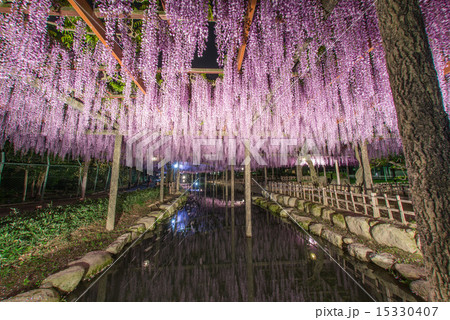 尾張津島の藤棚 15330407