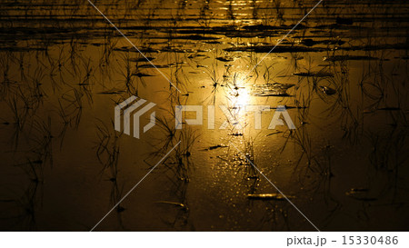 春の花々 15330486