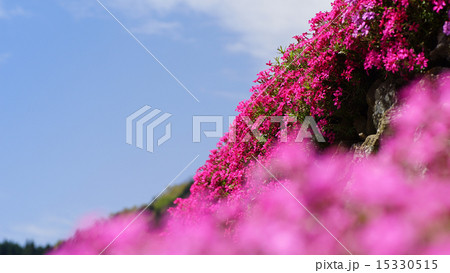 春の花々 春の花々 15330515