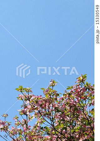 ハナミズキと青空のコピースペース 15330549