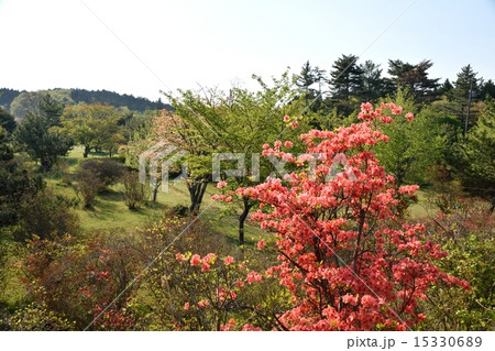 ヤマツツジの咲く余野公園 15330689
