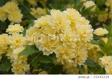 モツコウバラ　02 15342210