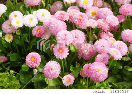 デージーの花 デージーの花 15356517
