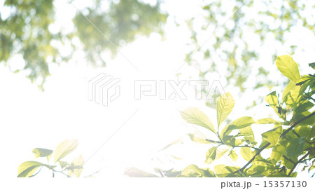 新緑シーズン 15357130
