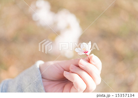 桜の花 桜の花 15357134