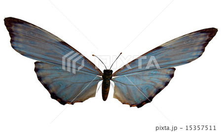Blue Brown Butterfly 15357511